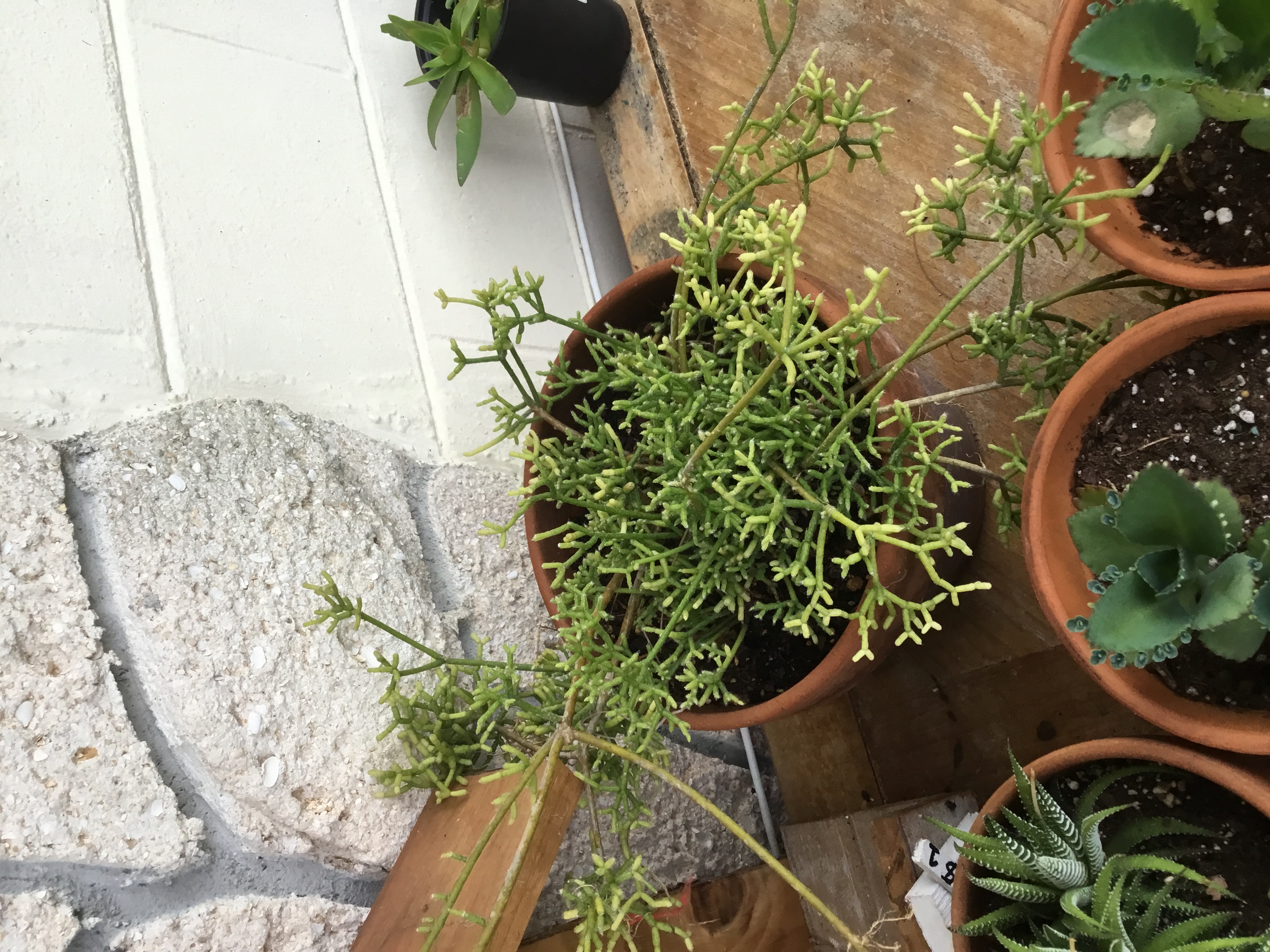 Rhipsalis cereuscula - Mistletoe Cactus .jpg